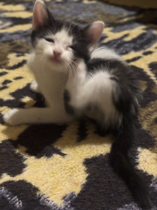 Lindos gatinhos a procura de um lar