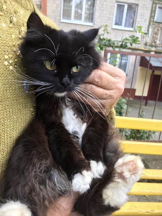 Муся в добрі руки