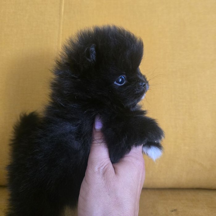 Szpic miniaturowy pomeranian suczka 2 już do odbioru