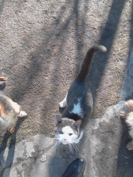 Zaginął kotek rasy Europejskiej