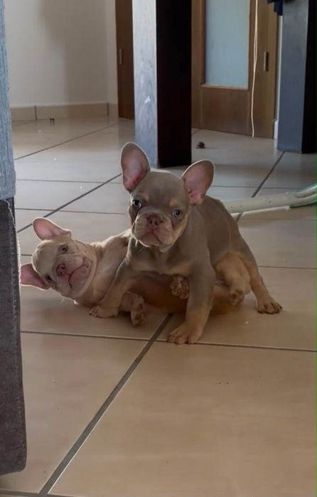 Buldogue Francês