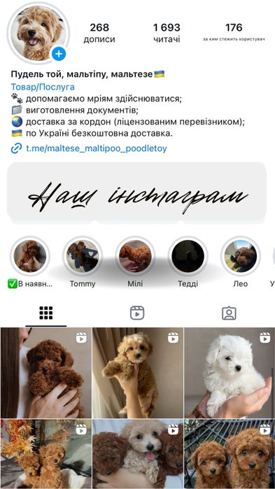 Maltipoo F1 (тато пудель а мама мальтезе)