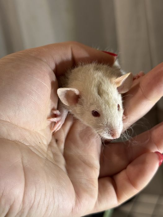 Ручні щурята дамбо / рекс