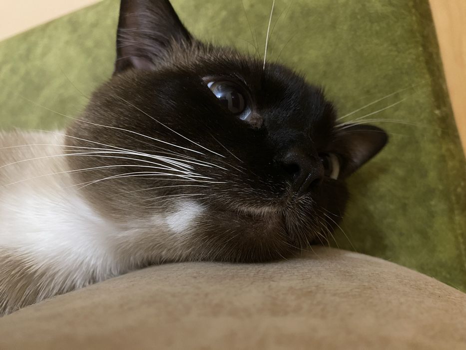 Продається котик Бублик