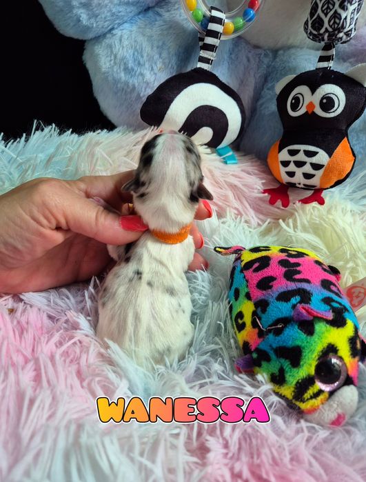 Suczka blueberry merle