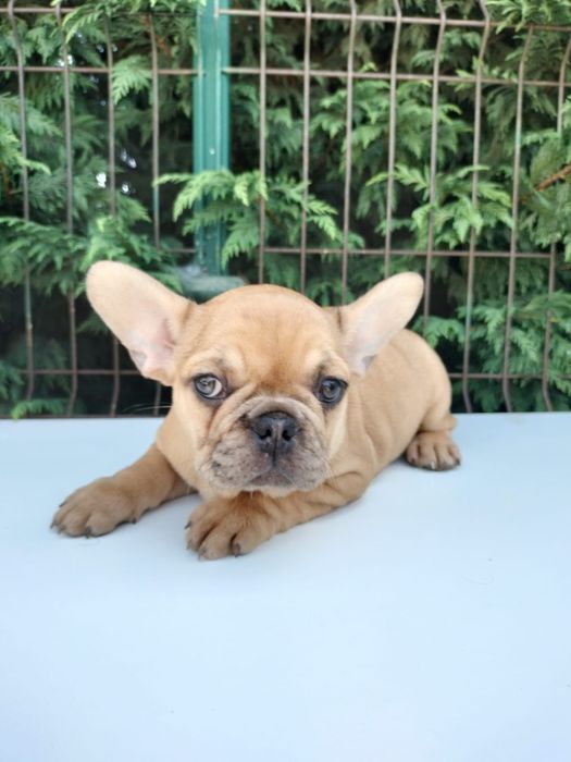 Bulldog frances top femea  exitica