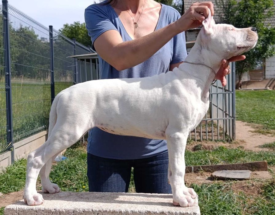 Dog Argentyński Suczka