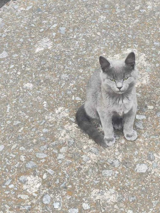 Коти ,Невськая маскарадна