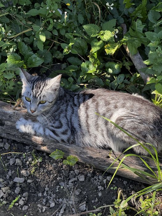 Кошеняток можна бронювати