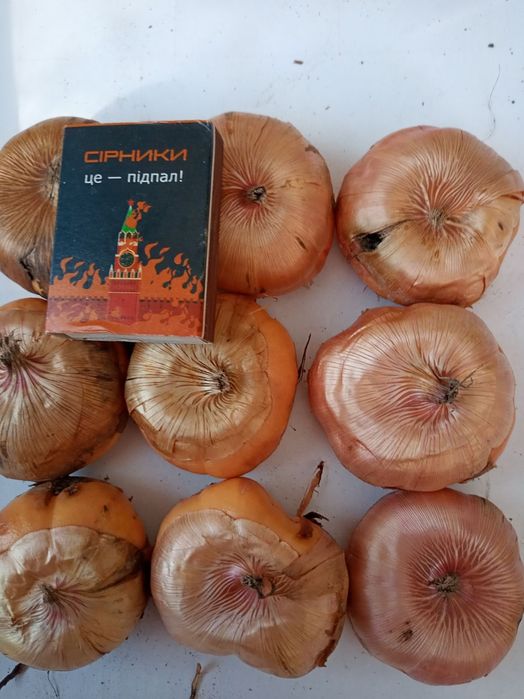 Цибулини гладіолусів