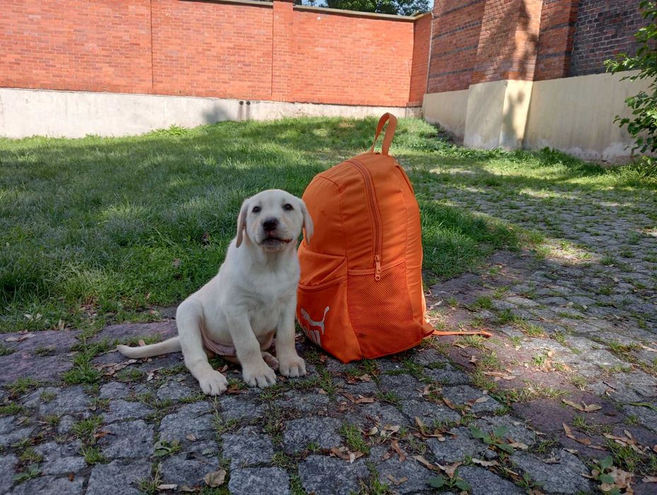 Labrador Retriever szczeniaczek .