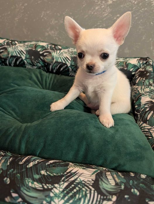 Chihuahua krótkowłosy biały ZKwP