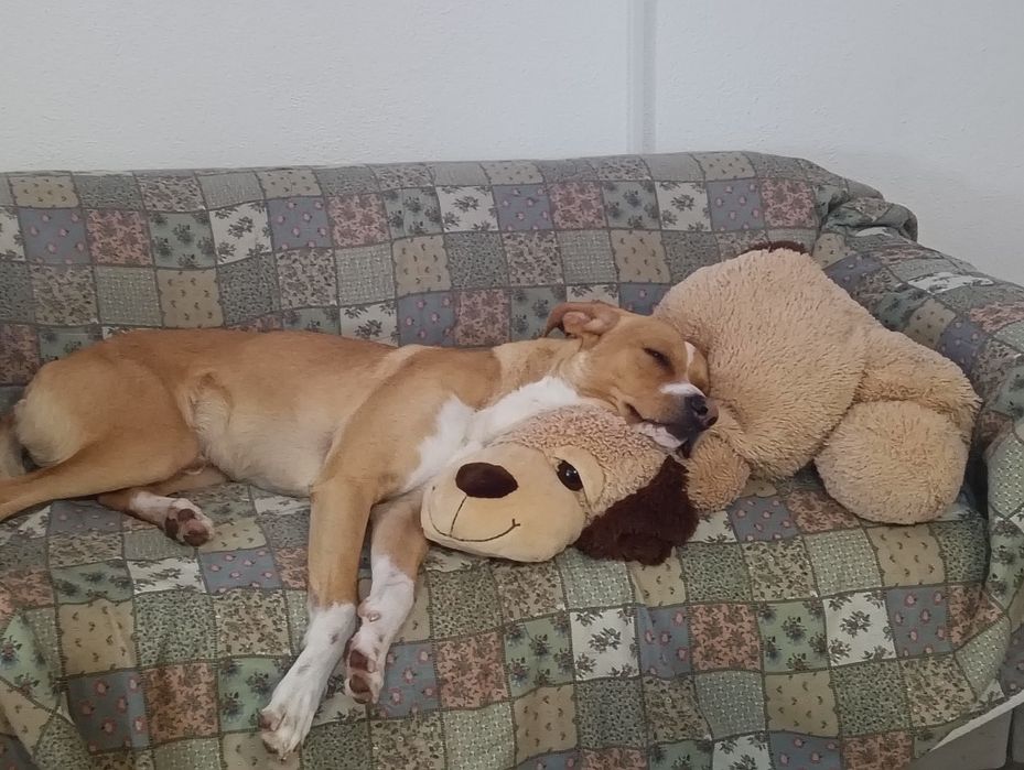 Cão para doar.arracado de Podengo