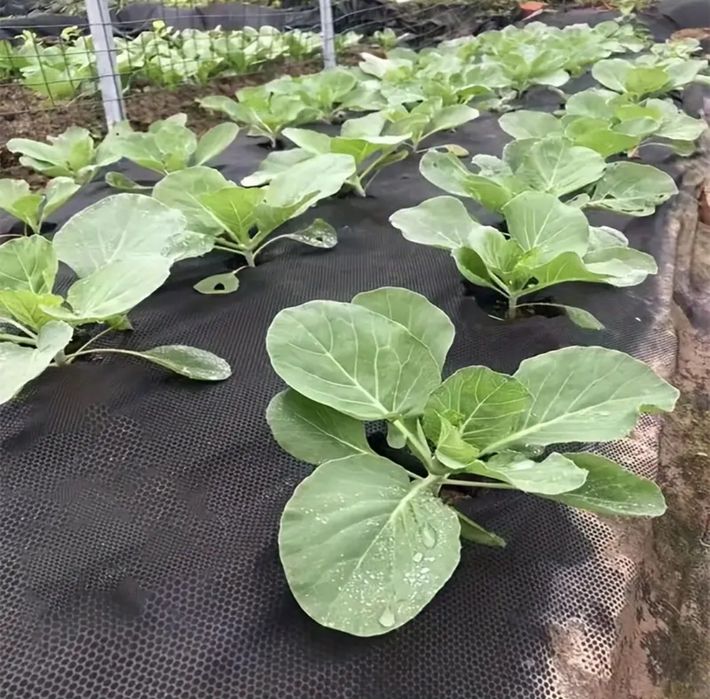 Agrowłóknina P50g 1.20x500 do ściółkowania  (POLSKA MOCNA )