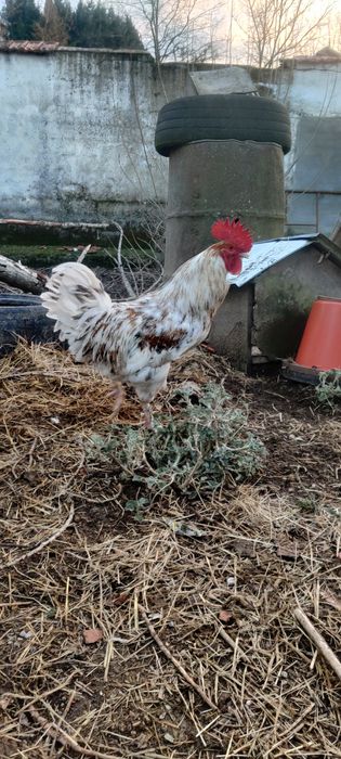 Galos várias raças 8€ por Kg