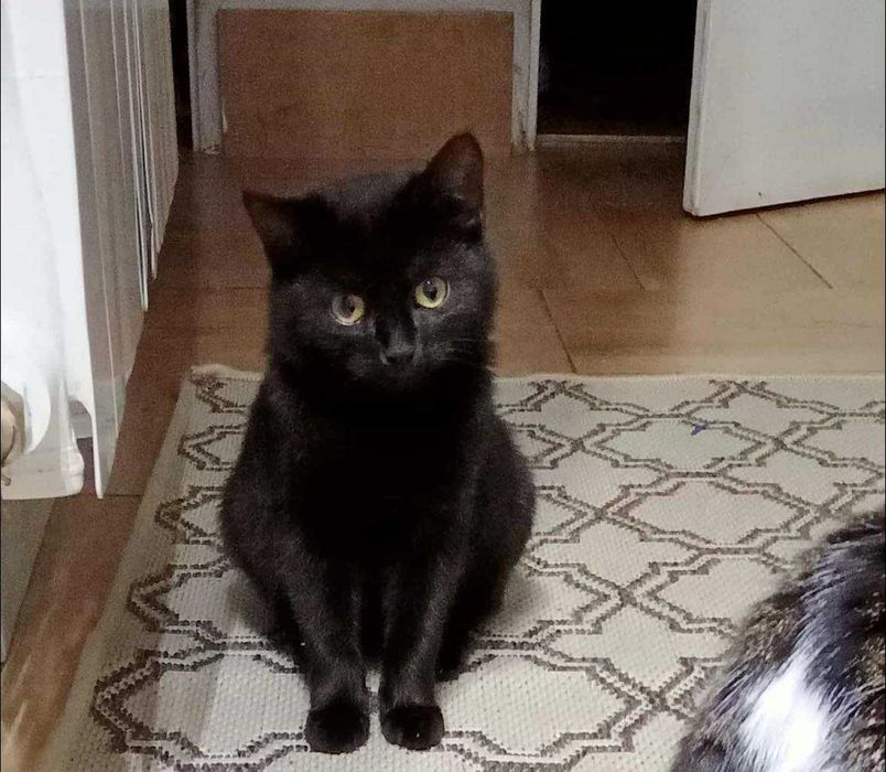 Piękna kotka Morgana szuka domku