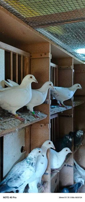 Piękne gołębie, ok 80 szt.