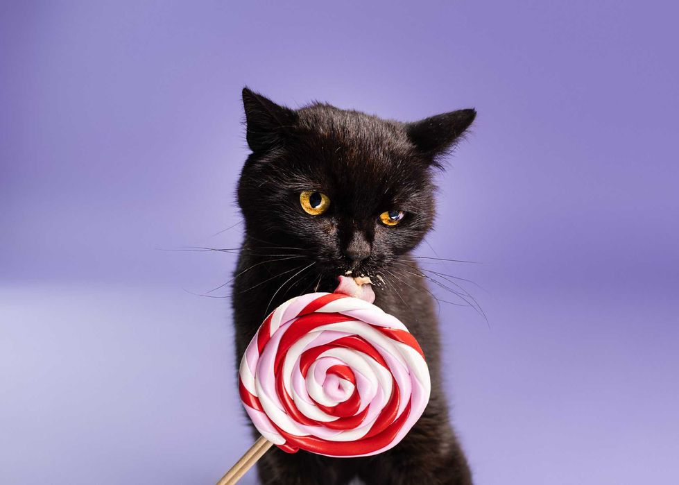 Hawranek - marzy o ciepłym kącie i przytulaniu (FIV+ FeLV+)