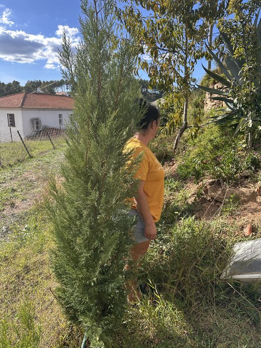 Cedros perfeitos para vedaçoes