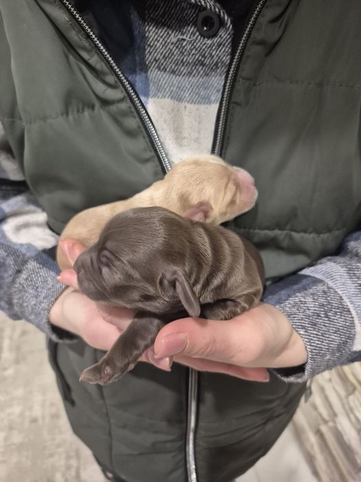 Спаніель. Кокер Спаніель