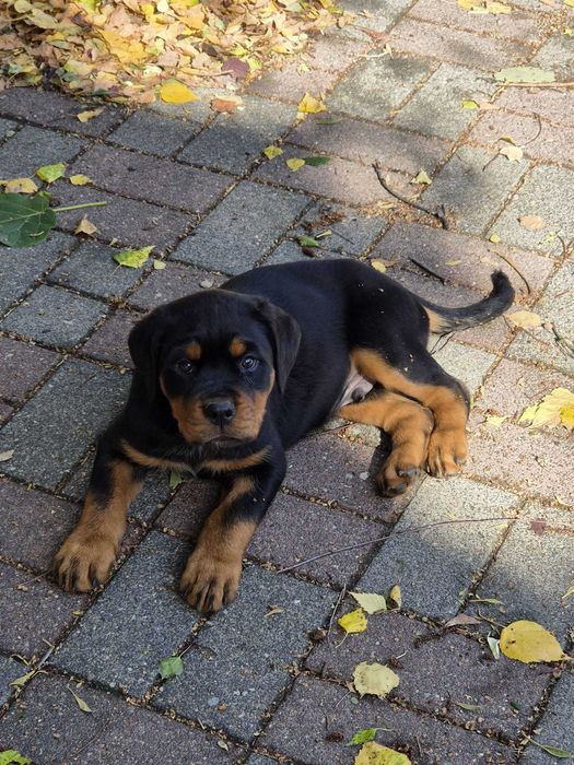 Rottweiler - szczenię z rodowodem FCI