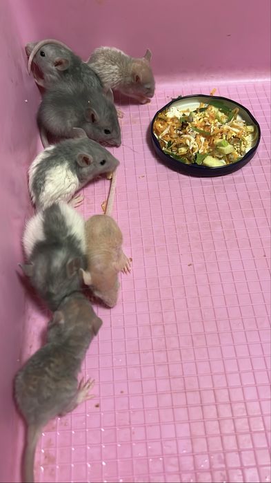 Щурики дамбо-рекс