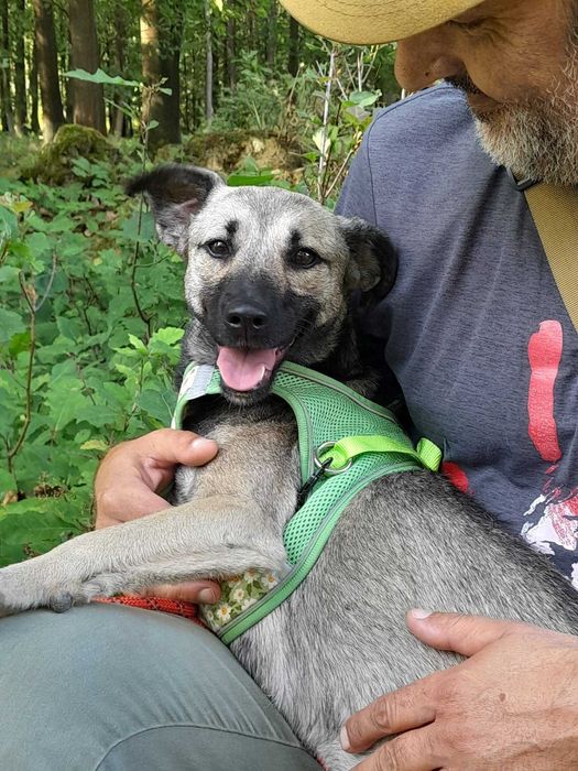 INKA 12 kg 9-mies. suczka ADOPCJA