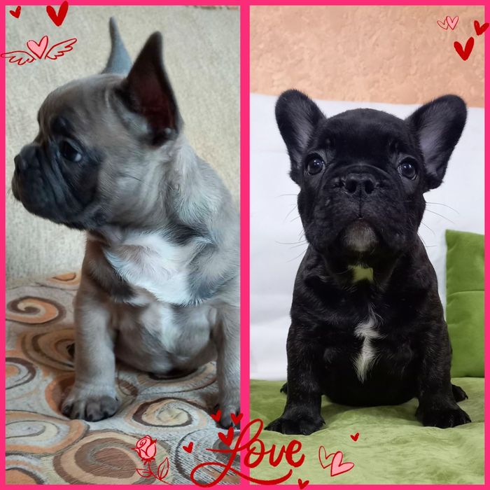 Супер красунчики