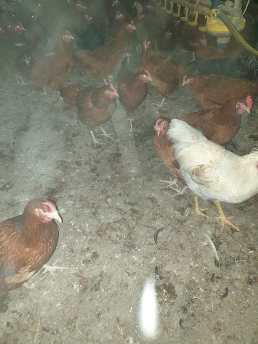 Kury odchowane rosa