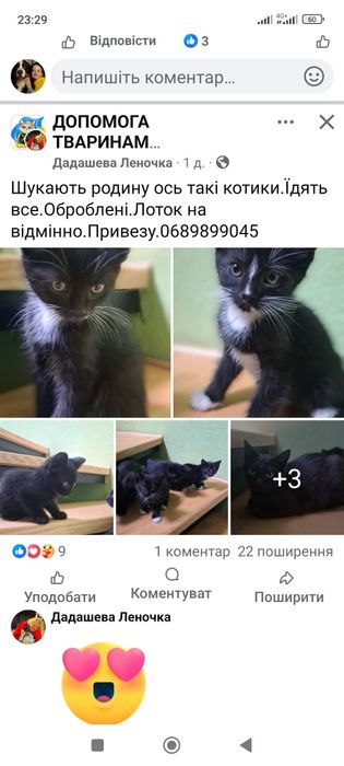 Кошенята в добрі ручки