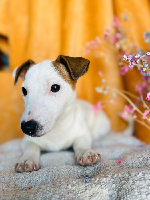 Jack Russell  Terrier suczka malutka  Jack Rusel Terier