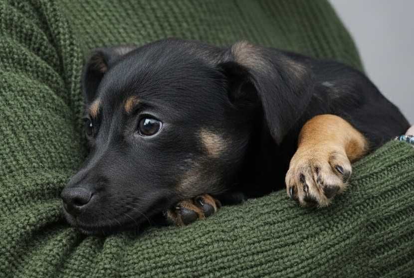 GUFI - śliczny, mały piesek szuka domu