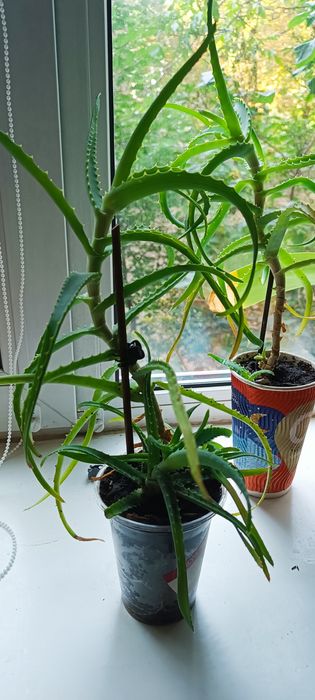 Продам алое, дворічне та п'ятирічне