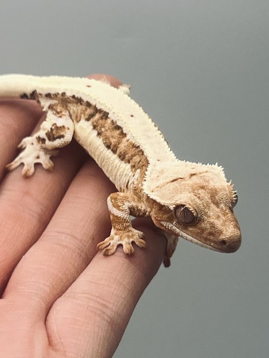 Gekon orzęsiony lily white  wraz z terrarium i zapasem karmy