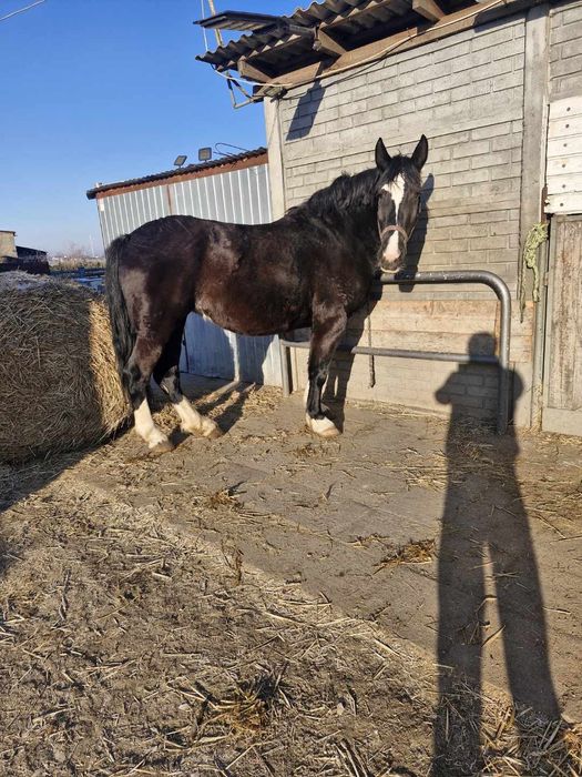 Klacz źrebna polecam