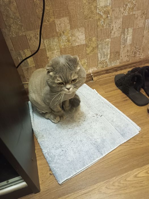 Отдам кота в хорошие руки и к добрым людям