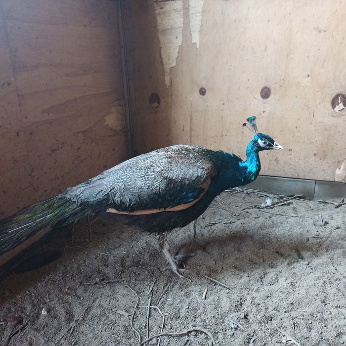 Paw kogut samiec 2023