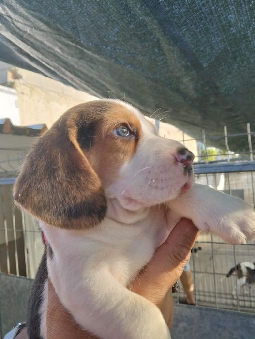Beagle disponível