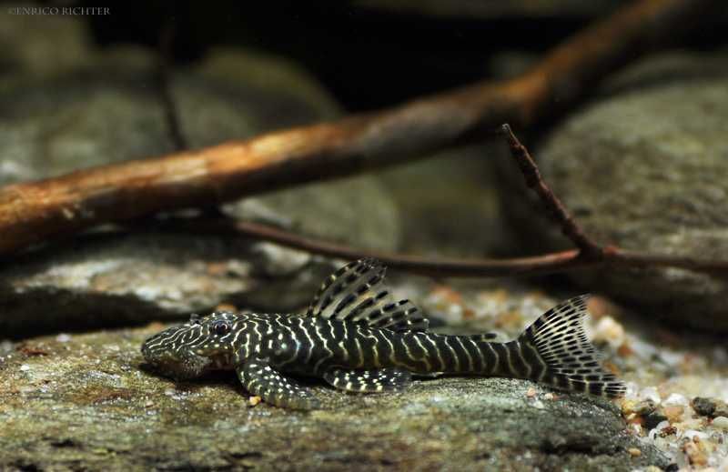 Glonojad L257 - Pseudolithoxus tigris - ODŁÓW - WF - dowóz, wysyłka