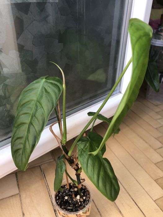 Філодендрон  Esmiraldens