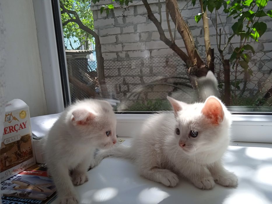 4 маленьких друга ищут семью