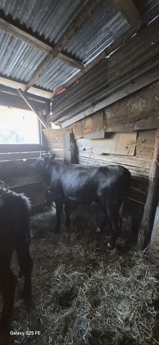 Witam sprzedam jałowke