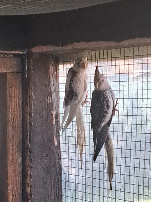 Sprzedam Papugi nimfy