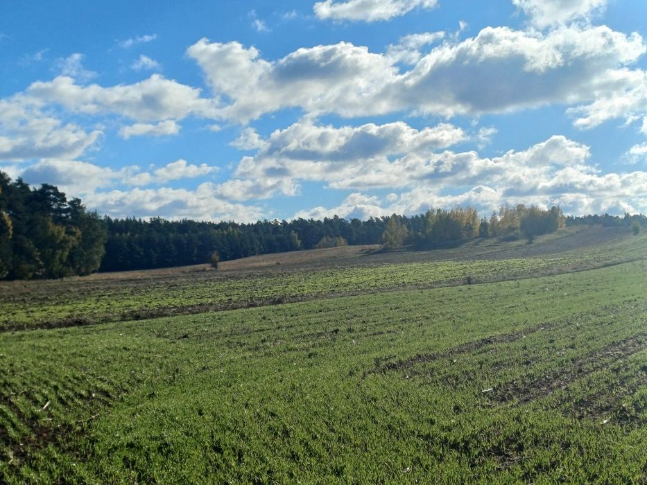 działka nieużytek 5000m2