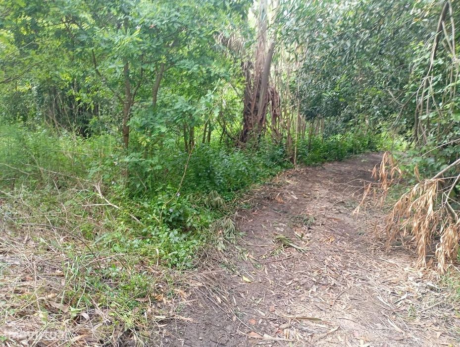 Terreno  com moinho, na rota dos mionhos em Ouca – Vagos