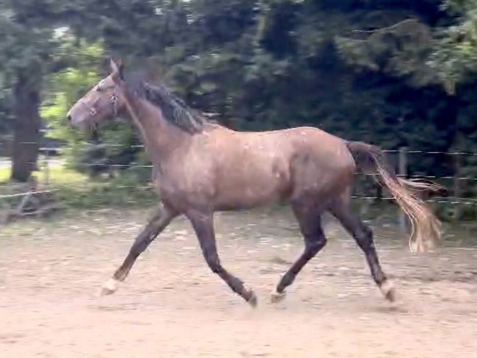 Ogier 175 cm - wysoki - Poker