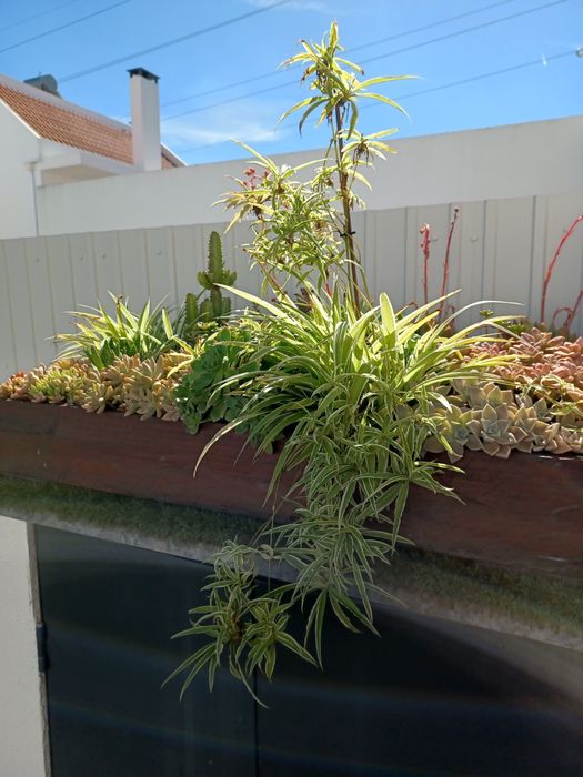 Rebentos de Planta-Aranha / Chlorophytum