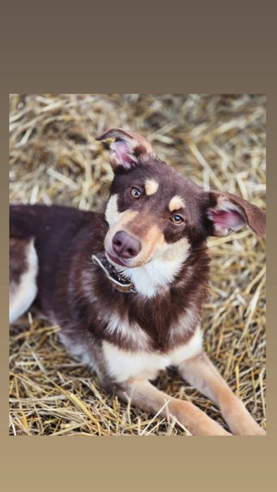 Отдам собаку-компаньона,,девочка, стерилизована, привита, 12 кг