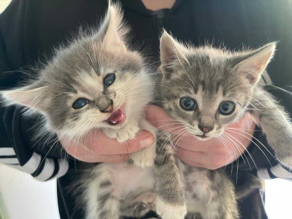 Отдам Котят. В хорошие руки очень красивые.