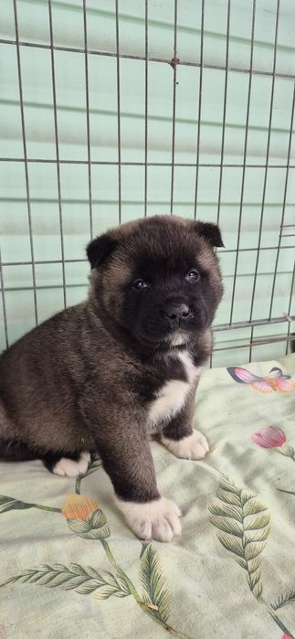 Шикарні песики Акіти